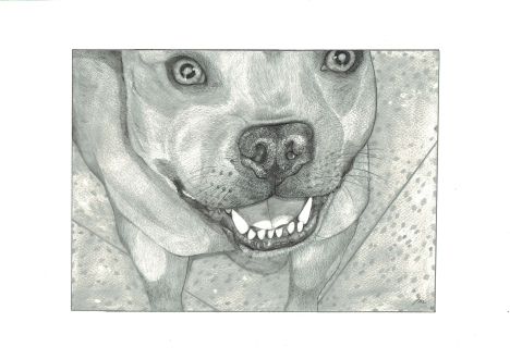 Blogs: Pet portrait